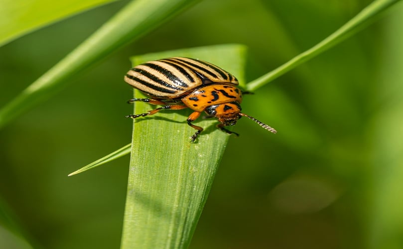 Colorado Potato Beetle Colorado Potato Beetle
