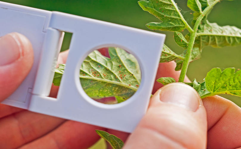 Early Field Monitoring Protocol for Two-Spotted Spider Mite in Potato Leaves