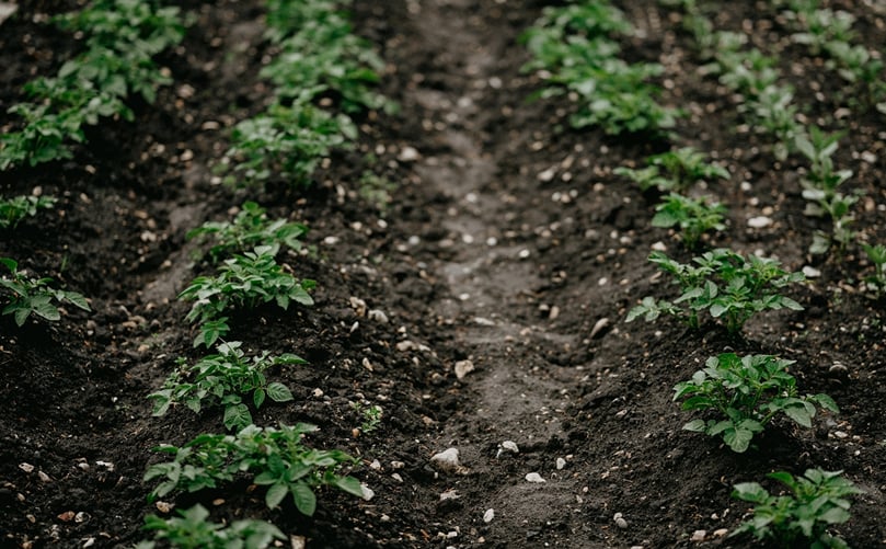Superficie de cultivo de patatas