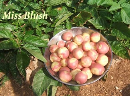 Potato Masters Miss blush Potato Masters Miss blush