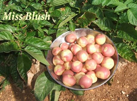 Potato Masters Miss blush Potato Masters Miss blush