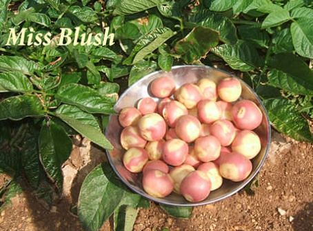 Potato Masters Miss blush