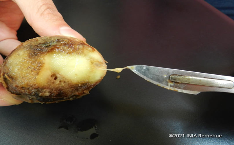 Characteristic Vascular Browning and Bacterial Ooze in Infected Potato Tubers Characteristic Vascular Browning and Bacterial Ooze in Infected Potato Tubers