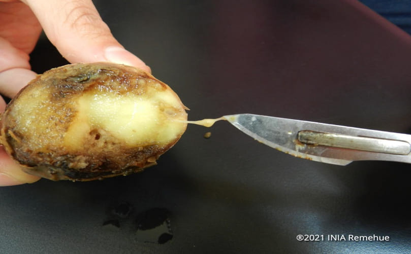 Characteristic Vascular Browning and Bacterial Ooze in Infected Potato Tubers