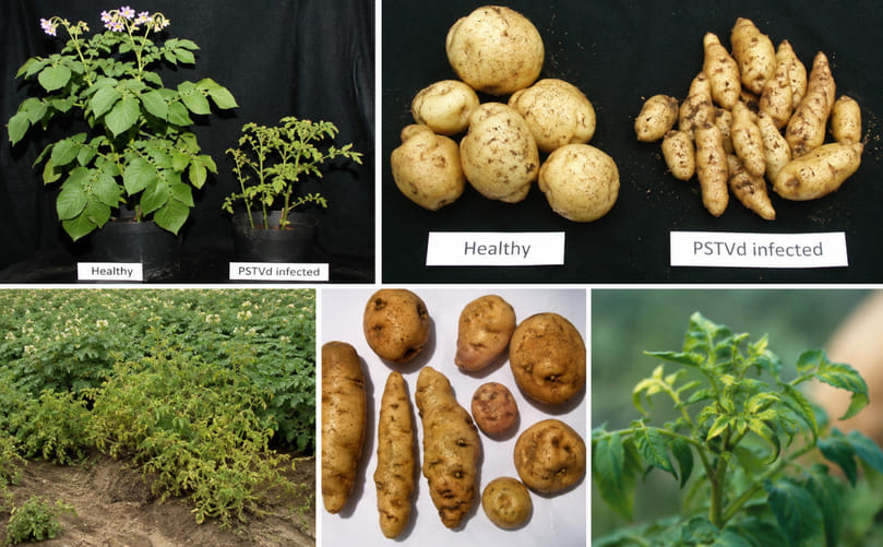 Disease Symptoms Caused by Potato Spindle Tuber Viroid (PSTVd)