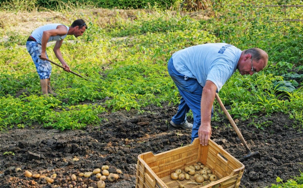 España: El cultivo de la papa continúa sin levantar cabeza por los bajos precios y la importación España: El cultivo de la papa continúa sin levantar cabeza por los bajos precios y la importación