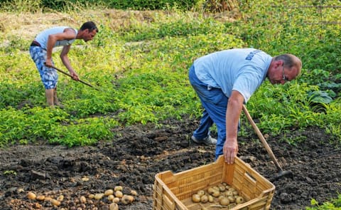 España: El cultivo de la papa continúa sin levantar cabeza por los bajos precios y la importación España: El cultivo de la papa continúa sin levantar cabeza por los bajos precios y la importación