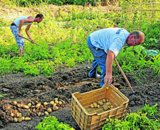 España: El cultivo de la papa continúa sin levantar cabeza por los bajos precios y la importación