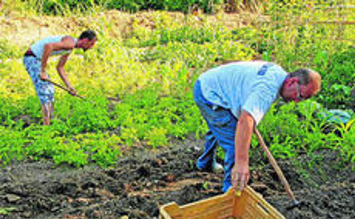 España: El cultivo de la papa continúa sin levantar cabeza por los bajos precios y la importación España: El cultivo de la papa continúa sin levantar cabeza por los bajos precios y la importación
