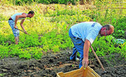 España: El cultivo de la papa continúa sin levantar cabeza por los bajos precios y la importación España: El cultivo de la papa continúa sin levantar cabeza por los bajos precios y la importación