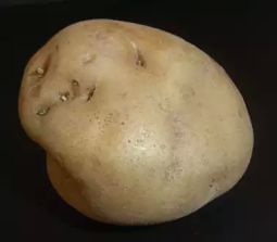 España: Recuperan variedad de papa de altura