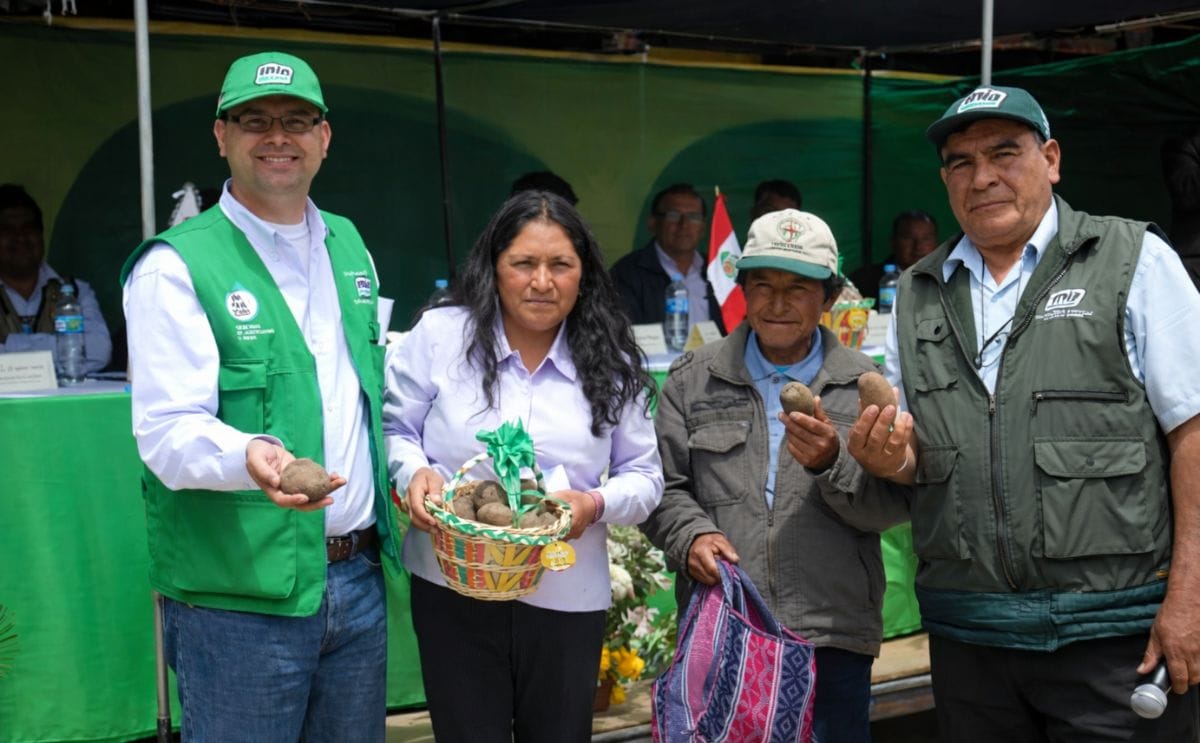 Liberan nueva variedad de papa en Perú