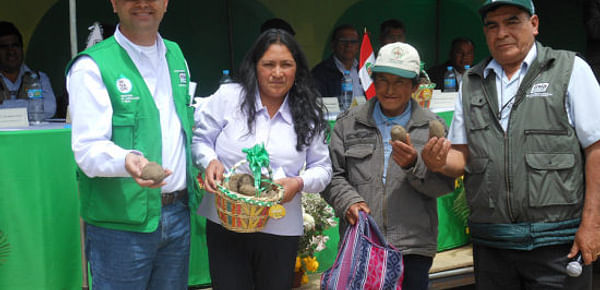Liberan nueva variedad de papa en Perú
