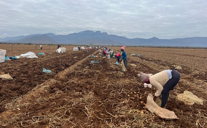 Over 100 workers harvesting potatoes destined for chipping—a snapshot of rural employment and food production driven by PSA’s grower-owned model.