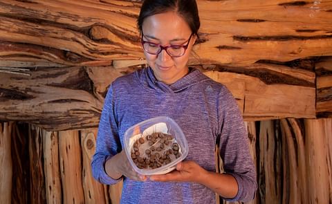Cynthia Wilson (Diné), director of Utah Diné Bikéyah Traditional Foods Program, holds potatoes that have grown in Utah for more than 11000 years Cynthia Wilson (Diné), director of Utah Diné Bikéyah Traditional Foods Program, holds potatoes that have grown in Utah for more than 11000 years