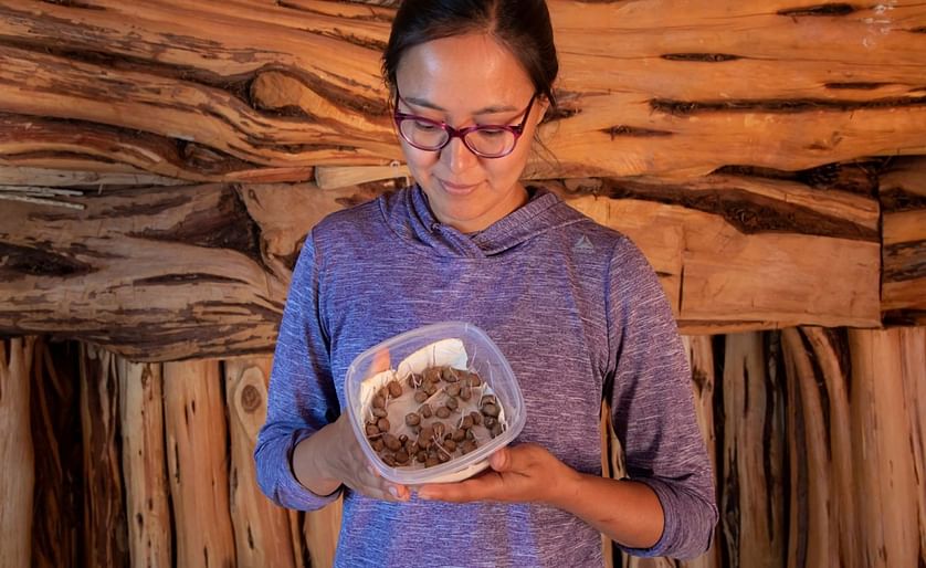 Cynthia Wilson (Diné), director of Utah Diné Bikéyah Traditional Foods Program, holds potatoes that have grown in Utah for more than 11000 years