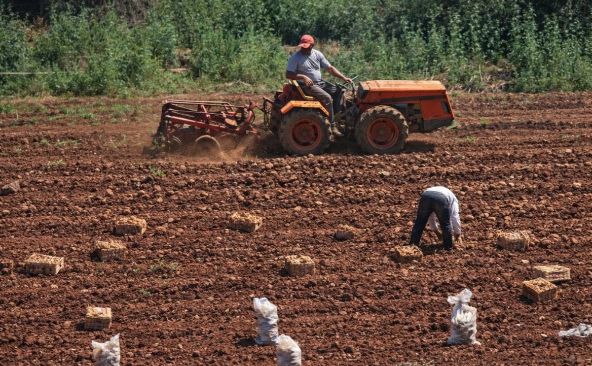 Recolección de papa en Uruguay Recolección de papa en Uruguay
