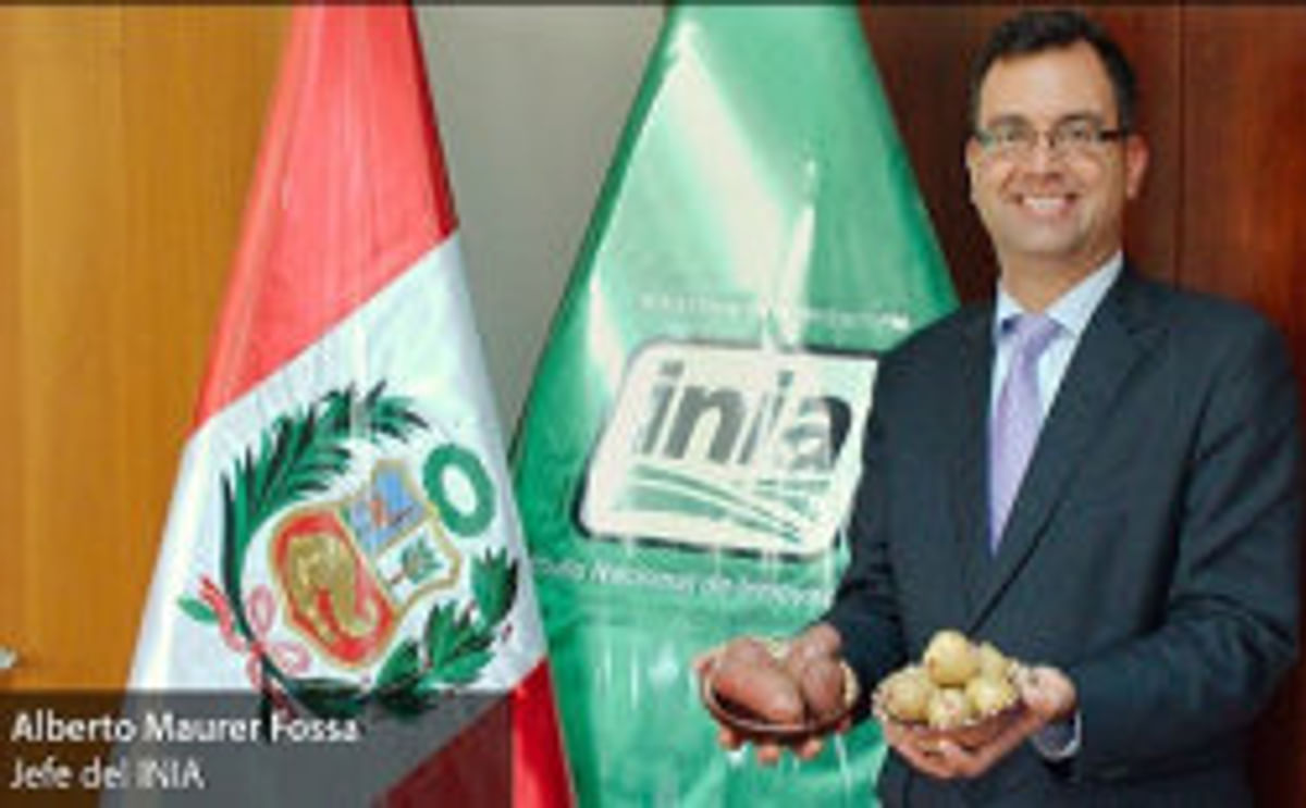 Perú: Según el jefe del INIA, las variedades de papas nativas serán resistentes al cambio climático Perú: Según el jefe del INIA, las variedades de papas nativas serán resistentes al cambio climático