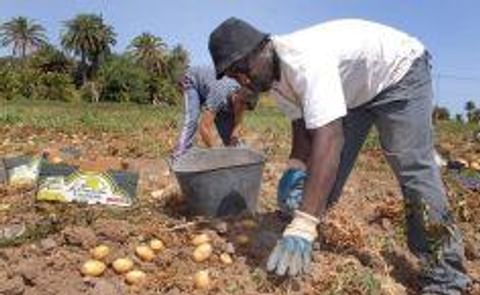 Gran Canaria estrena papa cremosa Gran Canaria estrena papa cremosa