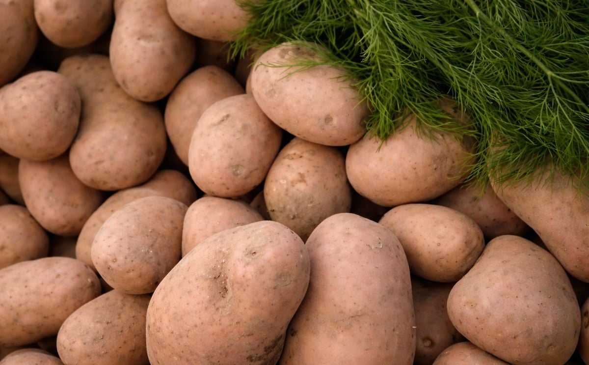 Ecuador produce nuevas variedades de papa de calidad y alto rendimiento Ecuador produce nuevas variedades de papa de calidad y alto rendimiento