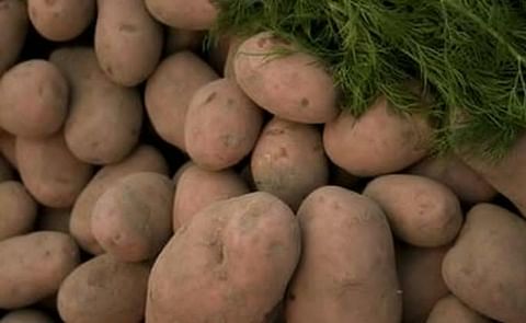 Ecuador produce nuevas variedades de papa de calidad y alto rendimiento Ecuador produce nuevas variedades de papa de calidad y alto rendimiento