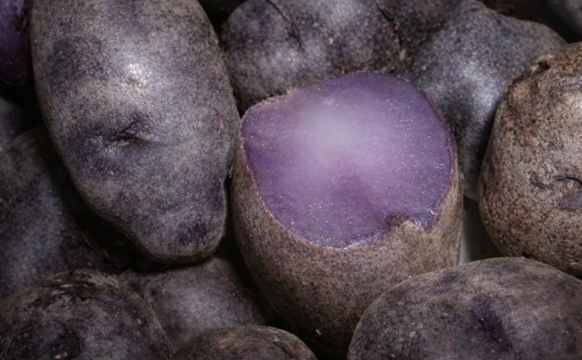Según estudio, las papas moradas evitarían el cáncer de colon Según estudio, las papas moradas evitarían el cáncer de colon