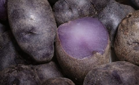 Según estudio, las papas moradas evitarían el cáncer de colon Según estudio, las papas moradas evitarían el cáncer de colon