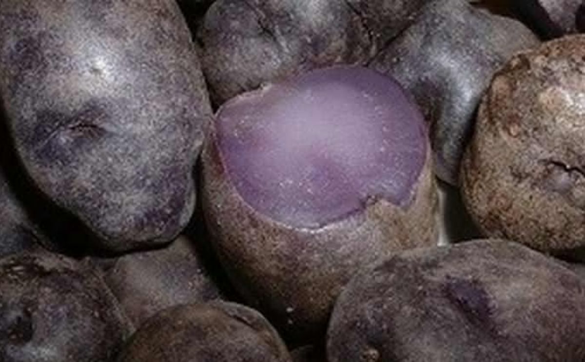 Según estudio, las papas moradas evitarían el cáncer de colon Según estudio, las papas moradas evitarían el cáncer de colon