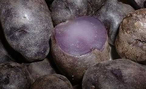 Según estudio, las papas moradas evitarían el cáncer de colon Según estudio, las papas moradas evitarían el cáncer de colon
