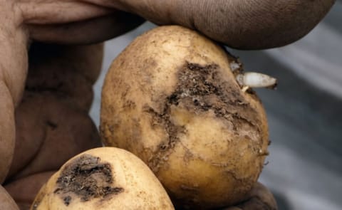 Islas Canarias: Insectos, trampas y CO2 frente a la polilla Islas Canarias: Insectos, trampas y CO2 frente a la polilla