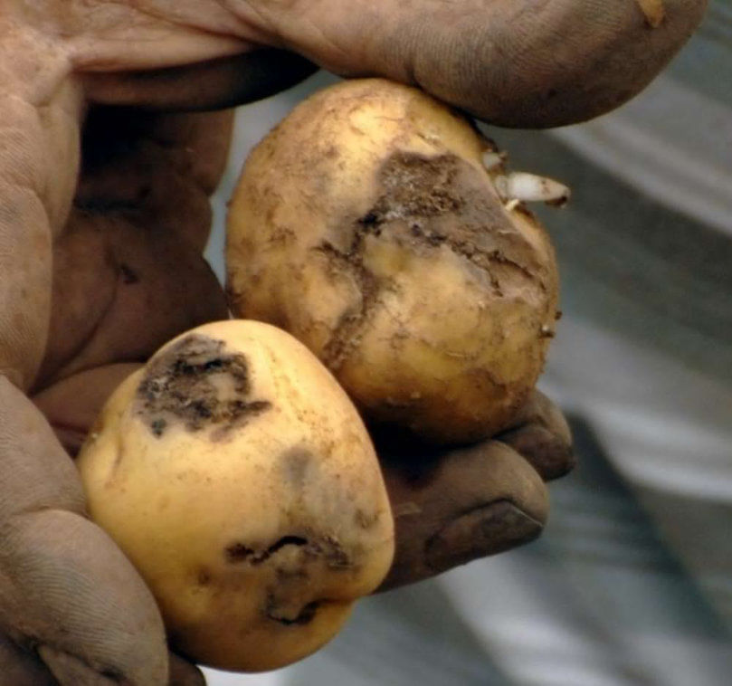 Islas Canarias: Insectos, trampas y CO2 frente a la polilla 