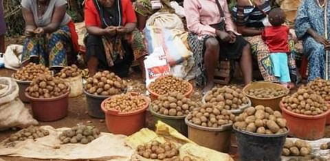 Over 200,000 farmers grow potatoes in Cameroon, mostly smallholders and very predominately women.