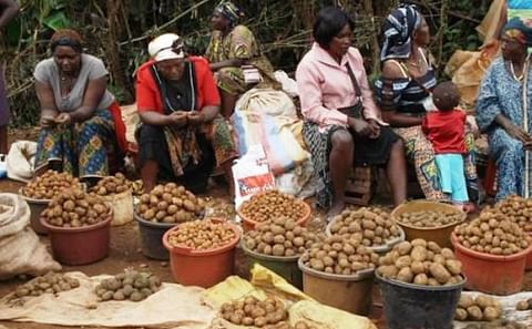 Over 200,000 farmers grow potatoes in Cameroon, mostly smallholders and very predominately women. (Courtesy: Business in Cameroon)