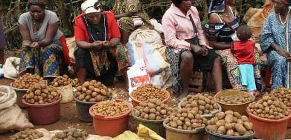Over 200,000 farmers grow potatoes in Cameroon, mostly smallholders and very predominately women.