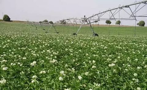 España: Recomiendan a productores de papa suscribirse a contratos para garantizar un nivel mínimo de ingresos España: Recomiendan a productores de papa suscribirse a contratos para garantizar un nivel mínimo de ingresos