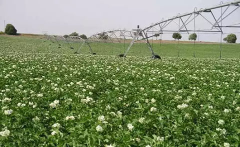 España: Recomiendan a productores de papa suscribirse a contratos para garantizar un nivel mínimo de ingresos España: Recomiendan a productores de papa suscribirse a contratos para garantizar un nivel mínimo de ingresos