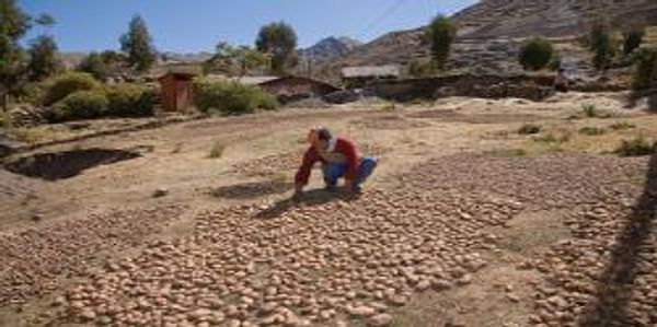 Cómo se adaptan los sistemas de semilla de papa del Perú al cambio climático