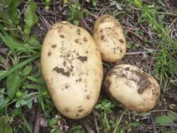 Región de Magallanes y Antártica Chilena desarrollará programa en papas