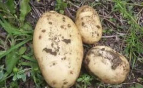 Región de Magallanes y Antártica Chilena desarrollará programa en papas Región de Magallanes y Antártica Chilena desarrollará programa en papas