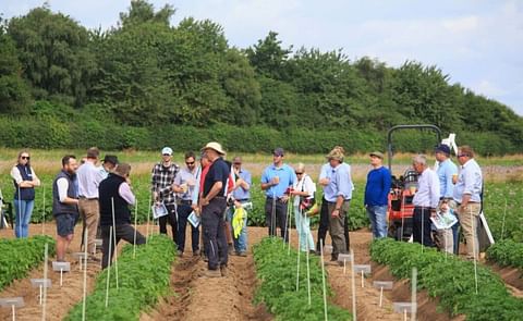 Growers and agronomists gather in the field at the 2025 Hutchinsons Potato Trials Results Day at Worth Farms, Lincolnshire, to review varietal performance, PCN resistance, herbicide safety, and pest control strategies critical to the future of UK potato production. Growers and agronomists gather in the field at the 2025 Hutchinsons Potato Trials Results Day at Worth Farms, Lincolnshire, to review varietal performance, PCN resistance, herbicide safety, and pest control strategies critical to the future of UK potato production.