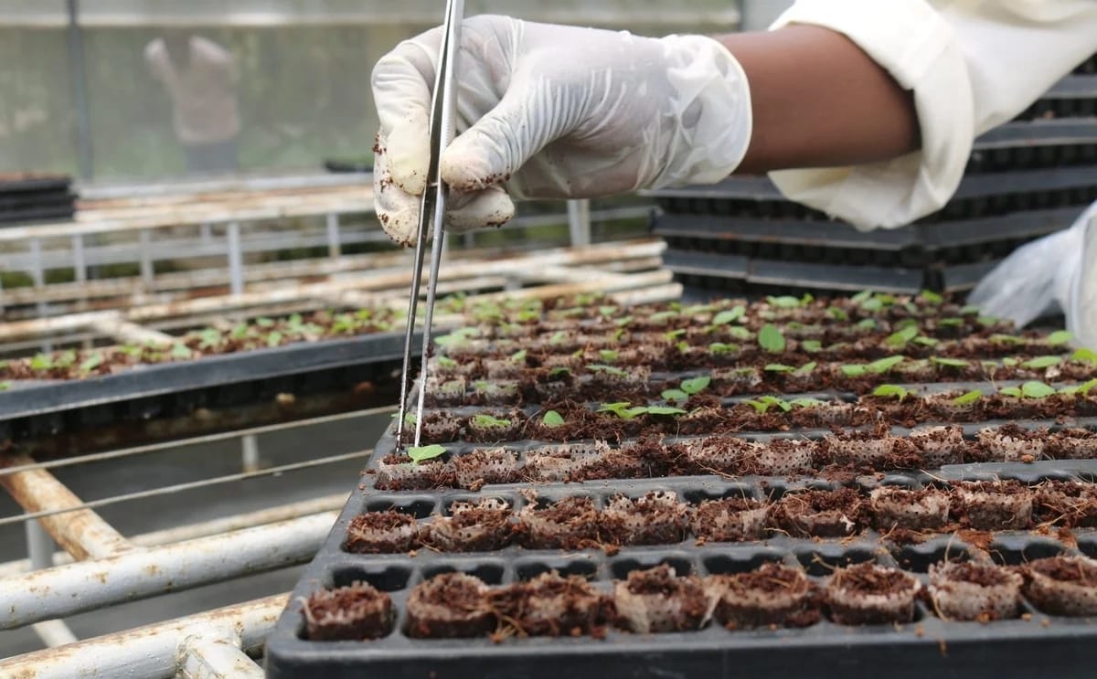 A total of 23 potato breeding lines have been approved for export to India for research purposes.