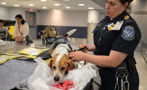 Las papas peruanas, la nueva ‘pesadilla’ en los aeropuertos de Estados Unidos Las papas peruanas, la nueva ‘pesadilla’ en los aeropuertos de Estados Unidos