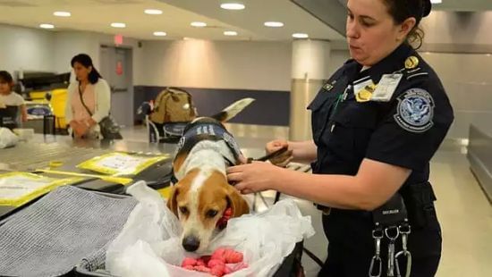 Las papas peruanas, la nueva ‘pesadilla’ en los aeropuertos de Estados Unidos