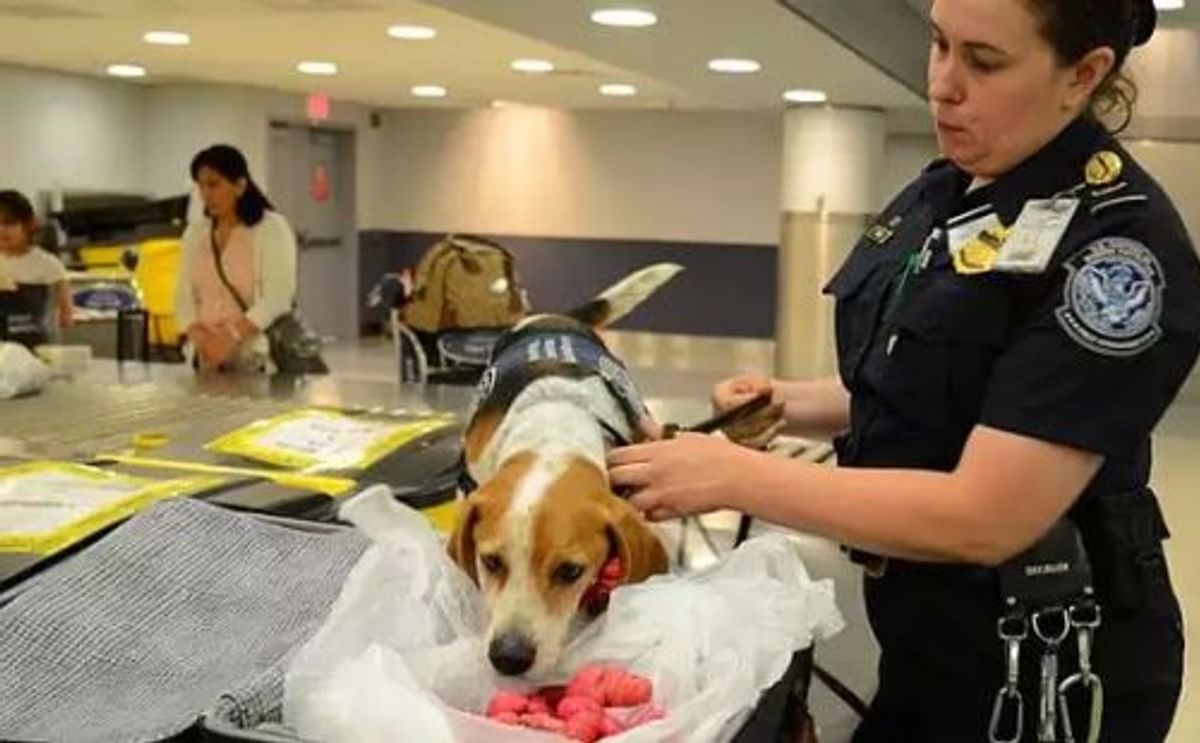 Las papas peruanas, la nueva ‘pesadilla’ en los aeropuertos de Estados Unidos Las papas peruanas, la nueva ‘pesadilla’ en los aeropuertos de Estados Unidos