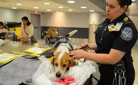 Las papas peruanas, la nueva ‘pesadilla’ en los aeropuertos de Estados Unidos Las papas peruanas, la nueva ‘pesadilla’ en los aeropuertos de Estados Unidos