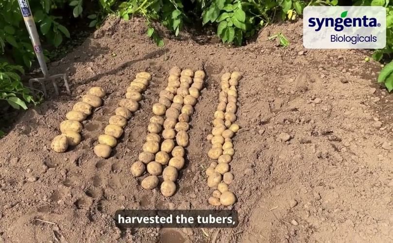 3 Essential Biological Solutions for Superior Potato Yields