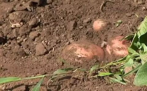 Cuba: Experimentan con cultivo de papa en las montañas Cuba: Experimentan con cultivo de papa en las montañas