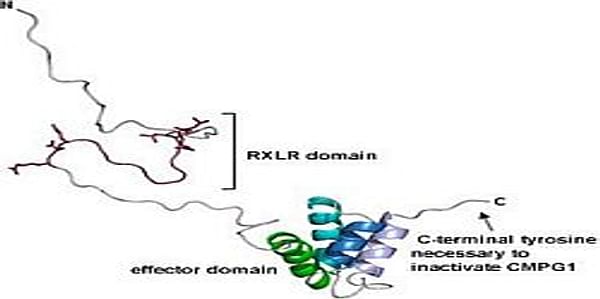  Estructura en 3D de la proteína inmunosupresora de Phytophthora