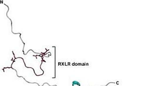 3D structure of Phytophthora protein provides clues on how the disease attacks potatoes 3D structure of Phytophthora protein provides clues on how the disease attacks potatoes