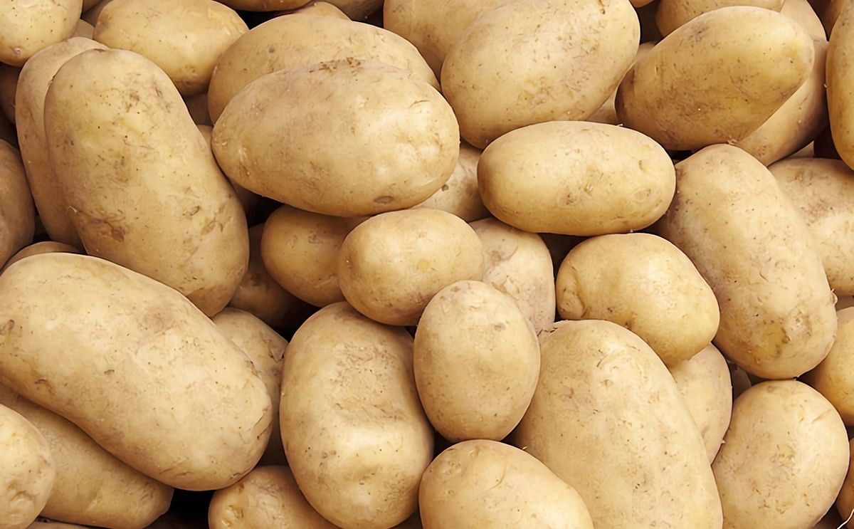 Bangladesh targets potato production of over 4 million tons just for the Rangpur division